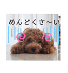 ここたスタンプ色々（個別スタンプ：15）