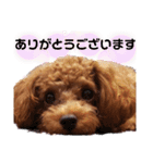ここたスタンプ色々（個別スタンプ：20）