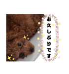 ここたスタンプ色々（個別スタンプ：21）