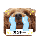 ここたスタンプ色々（個別スタンプ：40）
