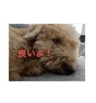 私の大好きな愛犬達のスタンプ（個別スタンプ：1）