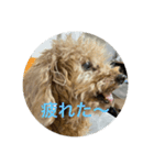 私の大好きな愛犬達のスタンプ（個別スタンプ：4）