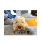 私の大好きな愛犬達のスタンプ（個別スタンプ：6）