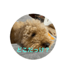 私の大好きな愛犬達のスタンプ（個別スタンプ：8）