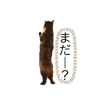 ぽんずとその仲間達（個別スタンプ：1）