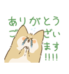 ありがとうを伝える柴犬（個別スタンプ：3）