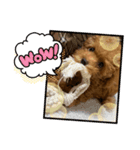 cocoa__0725（個別スタンプ：3）