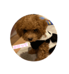 cocoa__0725（個別スタンプ：8）