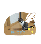 215M（個別スタンプ：2）