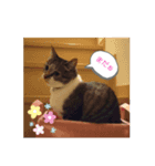 215M（個別スタンプ：3）