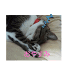 215M（個別スタンプ：4）