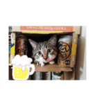 215M（個別スタンプ：5）