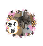 215M（個別スタンプ：7）