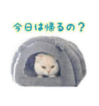 つぶレうサぎ（個別スタンプ：1）