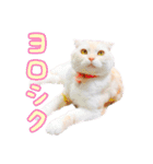 つぶレうサぎ（個別スタンプ：5）