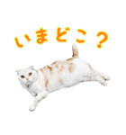 つぶレうサぎ（個別スタンプ：6）