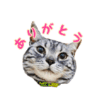 つぶレうサぎ（個別スタンプ：9）
