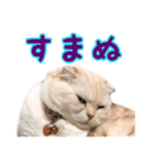 つぶレうサぎ（個別スタンプ：10）