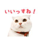 つぶレうサぎ（個別スタンプ：14）
