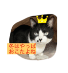 はちわれ日和＊なな3＊（個別スタンプ：1）