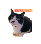 はちわれ日和＊なな3＊（個別スタンプ：2）