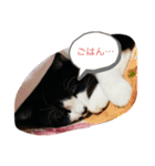 はちわれ日和＊なな3＊（個別スタンプ：6）