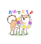 可愛い秋田犬色々（個別スタンプ：38）