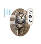 うちの(ネ)コ（個別スタンプ：3）