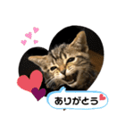 うちの(ネ)コ（個別スタンプ：4）