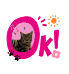 うちの(ネ)コ（個別スタンプ：6）