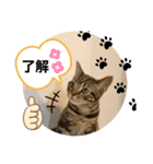 うちの(ネ)コ（個別スタンプ：7）