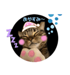 うちの(ネ)コ（個別スタンプ：9）