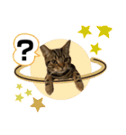 うちの(ネ)コ（個別スタンプ：11）