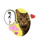 うちの(ネ)コ（個別スタンプ：12）