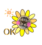 うちの(ネ)コ（個別スタンプ：13）