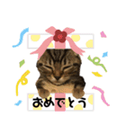 うちの(ネ)コ（個別スタンプ：16）