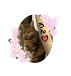 うちの(ネ)コ（個別スタンプ：17）