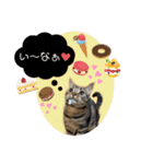 うちの(ネ)コ（個別スタンプ：19）