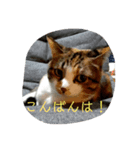 飼い猫－双葉といぶき❮芽吹❯のスタンプ-2（個別スタンプ：9）