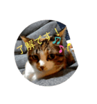 飼い猫－双葉といぶき❮芽吹❯のスタンプ-2（個別スタンプ：12）