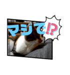 飼い猫－双葉といぶき❮芽吹❯のスタンプ-2（個別スタンプ：13）