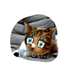 飼い猫－双葉といぶき❮芽吹❯のスタンプ-2（個別スタンプ：15）