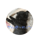 飼い猫－双葉といぶき❮芽吹❯のスタンプ-2（個別スタンプ：16）