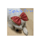 グレートピレニーズのおとのスタンプ（個別スタンプ：2）