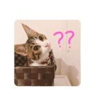 グレートピレニーズのおとのスタンプ（個別スタンプ：6）