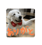 グレートピレニーズのおとのスタンプ（個別スタンプ：7）