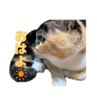 チョコ♡♡（個別スタンプ：1）