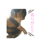 チョコ♡♡（個別スタンプ：4）