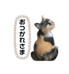 チョコ♡♡（個別スタンプ：8）