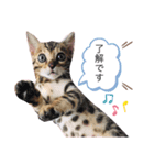 ベンガル猫ROKIの毎日スタンプ2⃣（個別スタンプ：1）